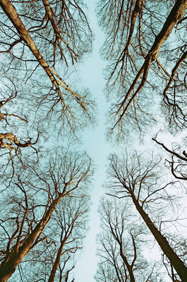 Manuela Deigert Natur Fine Art, Baumkronen umrahmen den blauen Himmel
