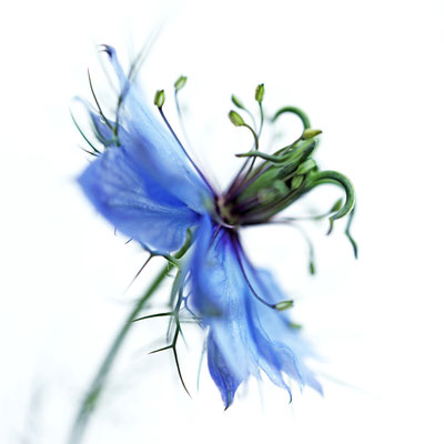 Manuela Deigert Fotokunst Start, künstlerische Makro Fotografie von einer blauen Jungfer im Grünen