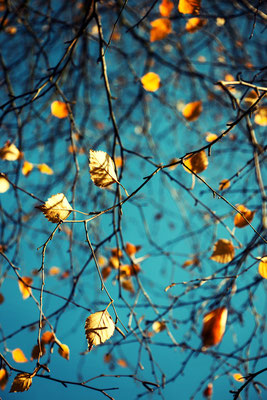 Manuela Deigert Natur Fine Art goldenes Herbstlaub mit blauem Himmel