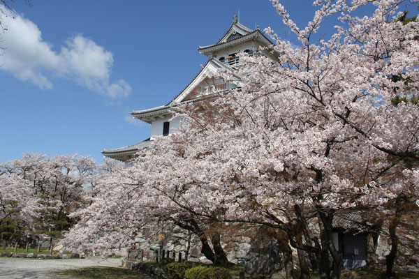 城内の桜、どこも満開.お城の中で歴史の勉強