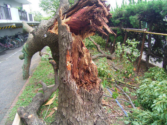 台風などの倒木処置