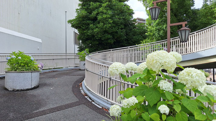 文化ホール前陸橋