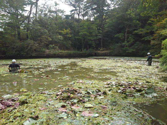 神戸市立森林植物園長谷池