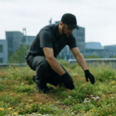 Mitarbeiter kontrolliert Vegeation und entfernt Unkraut auf Gründachfläche