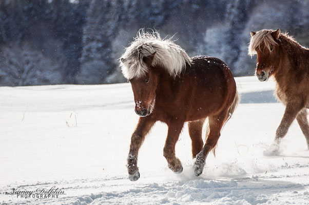 Pferdefotografie/ Equine photography: Islandpferdestall Elvenholt im Januar 2016