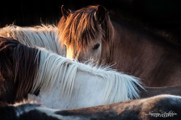 Pferdefotografie: Islandpferdestall Elvenholt im August 2015-Islandpferdeherde, Icelandic horses