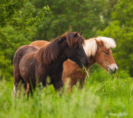 Pferdefotografie: Islandpferdehof Mörntalhof im Mai 2014-Jungpferde