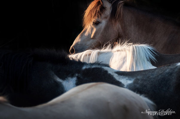Pferdefotografie: Islandpferdestall Elvenholt im August 2015