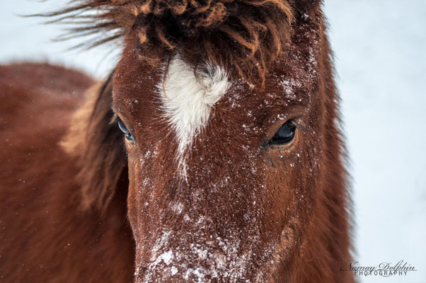 Pferdefotografie: Islandpferdestall Elvenholt im Dezember 2014 Icelandic horse/Islandpferd
