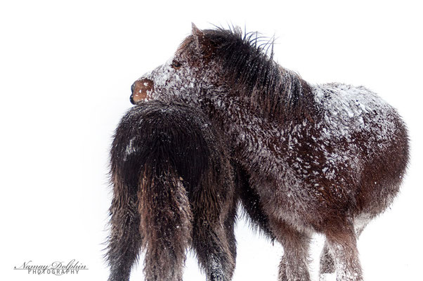 Pferdefotografie: Islandpferdestall Elvenholt im Dezember 2014