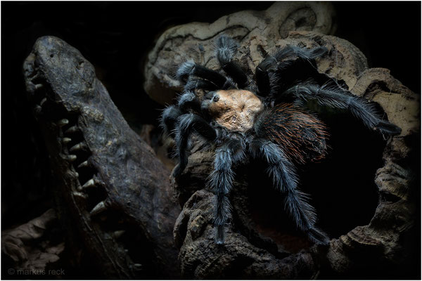 Brachypelma albiceps - VOGELSPINNE MIT KROKODILSSCHÄDEL