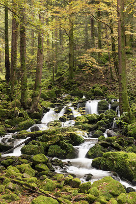 Der Teichbach im Herbst