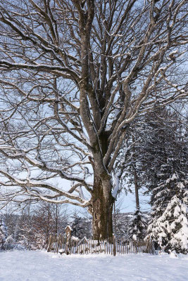 Winterfoto vom Balzer Herrgott bei Gütenbach (Schwarzwald)