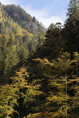 Blick auf die tief eingeschnittene Teichbachschlucht