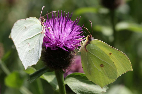 zwei Zitronenfalter an einer Blüte