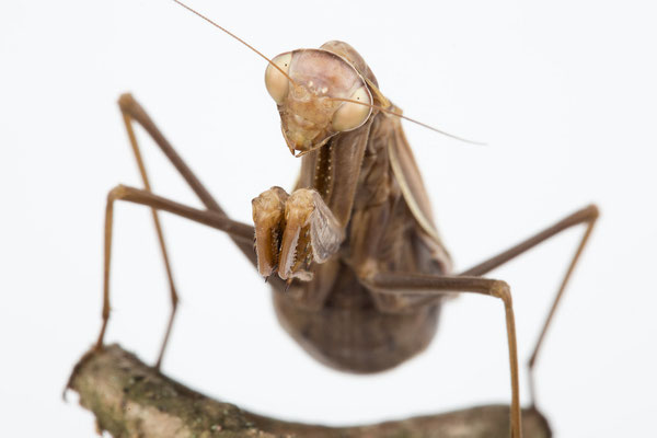 Gottesanbeterin, Detailfoto von vorne