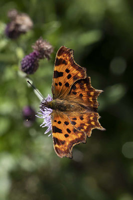 Schmetterling: C-Falter