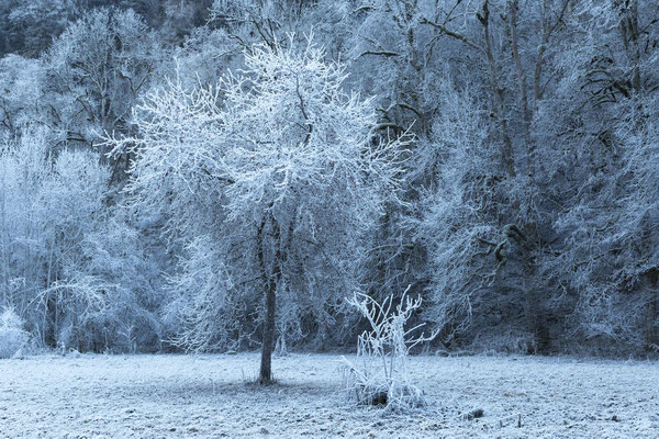 Die Wutachschlucht, Winterfoto eines Apfelbaumes vom Wegrand