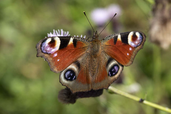 Schmetterling im Schwarzwald: Das Tagpfauenauge