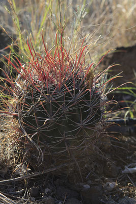 ferrocactus gracilis