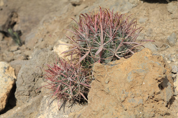 ferrocactus latispinus