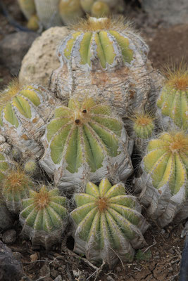 notocactus varasii