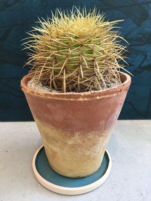echinocactus grussonii