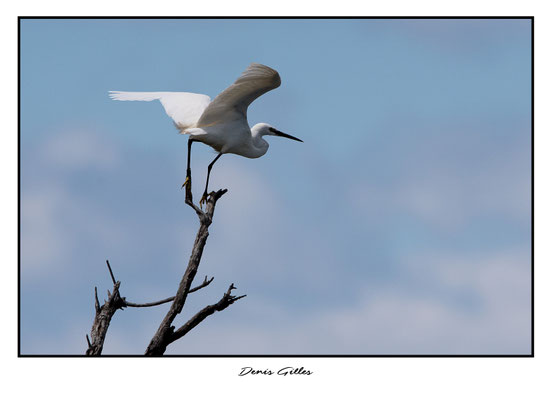 Envol d'une aigrette