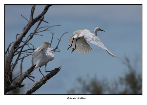 Envol d'une aigrette