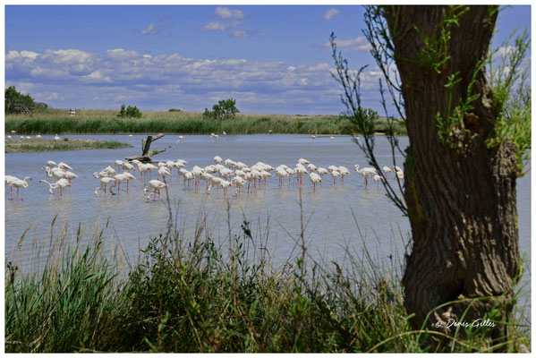Colonie de flamants étang de Ginès