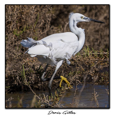 Grande aigrette