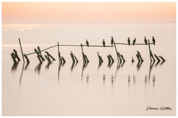 Cormorans étang du Vaccarès