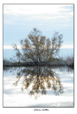 Reflet sur le Vaccarès
