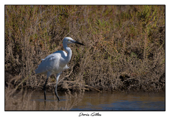 Grande aigrette