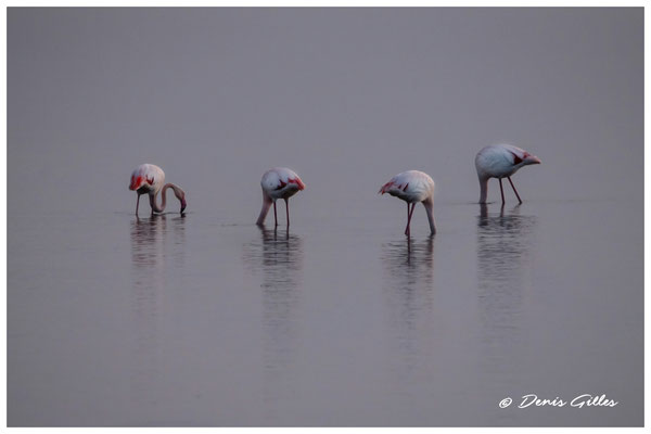 Flamants sur le Vaccarès