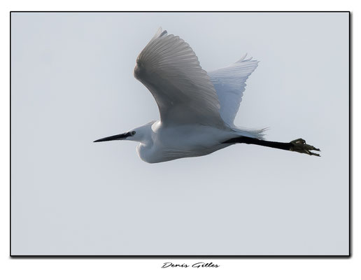 Vol de grande aigrette