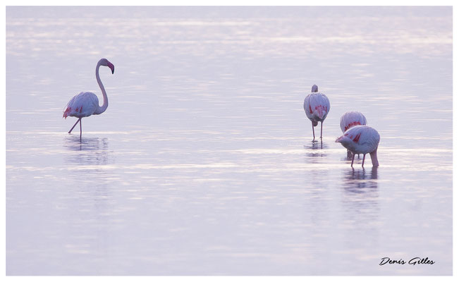 Flamants sur le Vaccarès