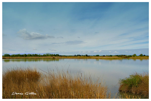Etang de Scamandre