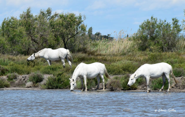 Chevaux camarguais