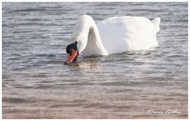 Cygne (Grau du Piemanson)