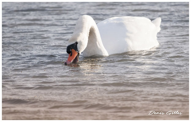 Cygne (Grau du Piemanson)