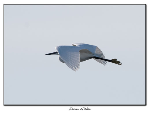 Vol de grande aigrette