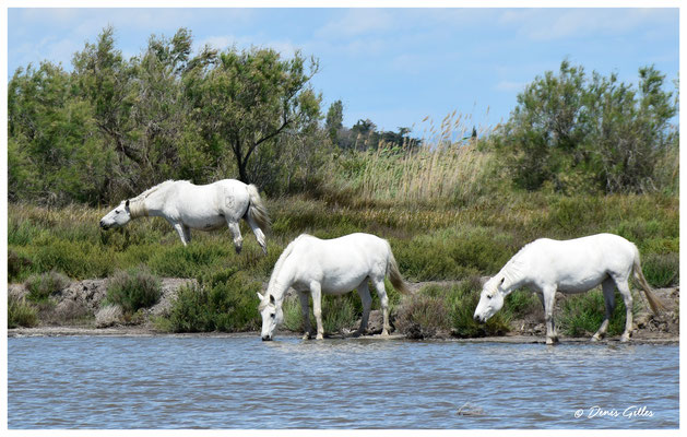 Chevaux Camarguais