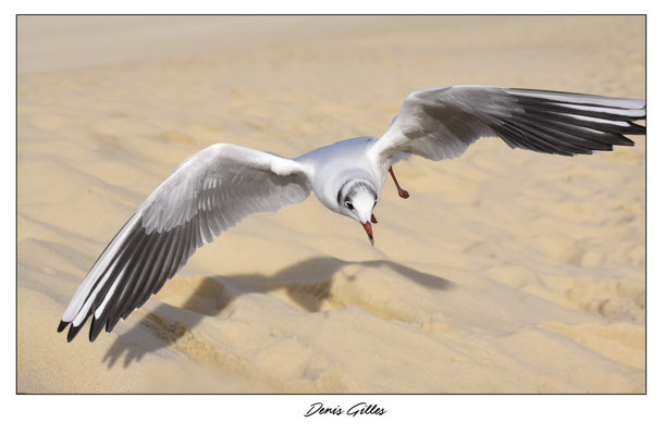 Mouette