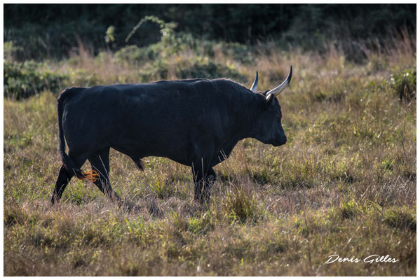 Taureau camarguais