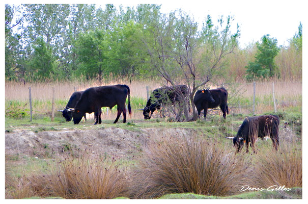 Taureau camarguais