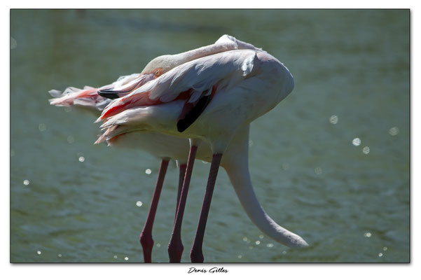 Les contorsionistes