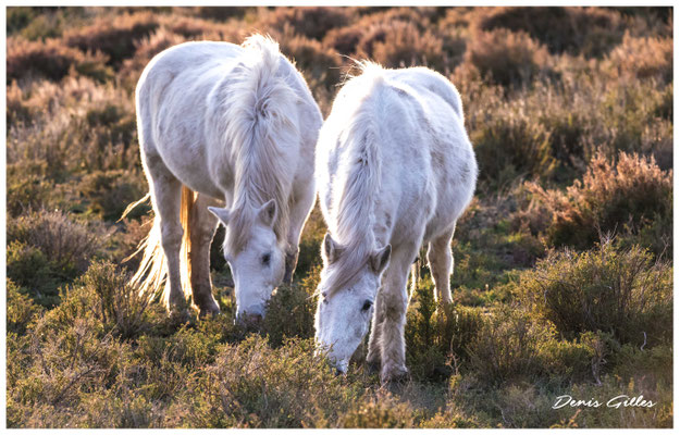 Chevaux camarguais