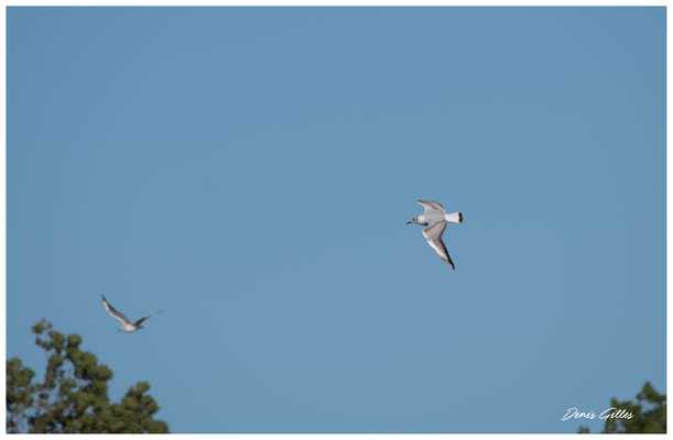 Vol de mouettes