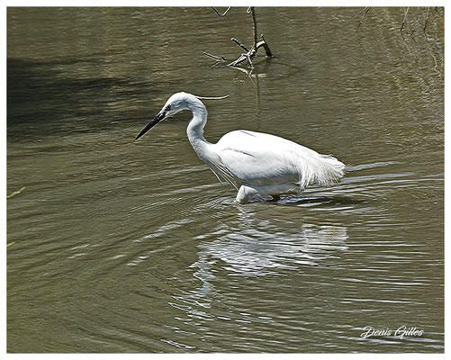 Grande Aigrette